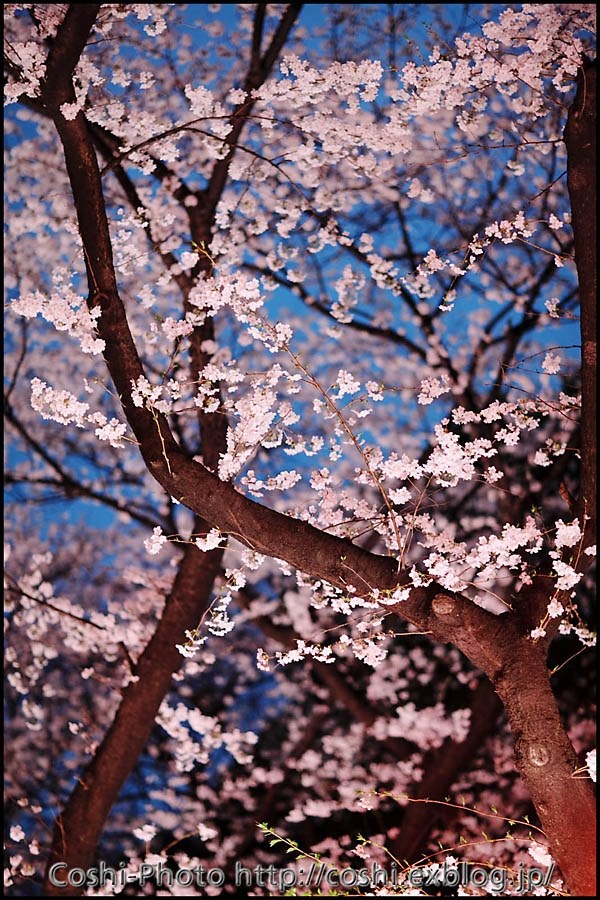 初の夜桜撮影！』 CANON EOS 40D ボディ のクチコミ掲示板