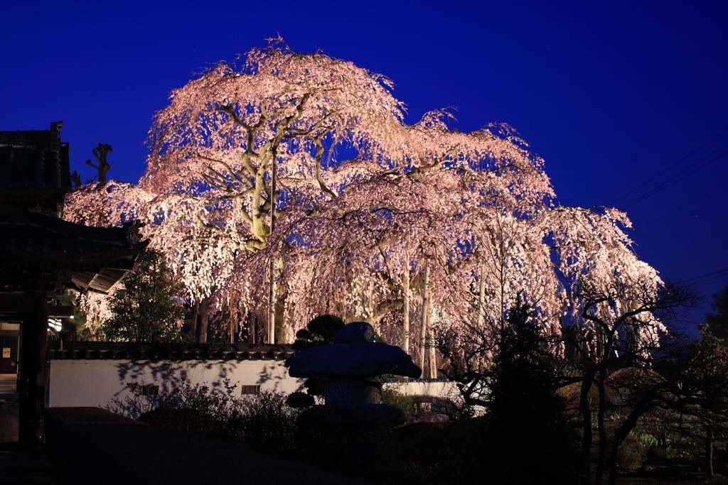 初の夜桜撮影！』 CANON EOS 40D ボディ のクチコミ掲示板 - 価格.com