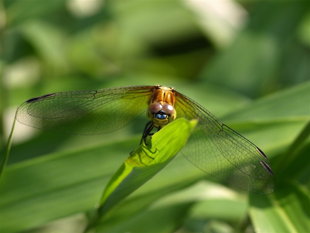 一眼ﾚﾌ初心者悩んでます』 CANON EOS Kiss X3 レンズキット のクチコミ