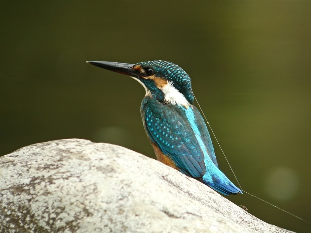 初めての撮影＆カワセミ』 CANON EF500mm F4L IS USM のクチコミ掲示板