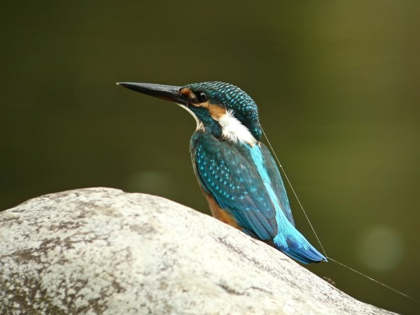 初めての撮影＆カワセミ』 CANON EF500mm F4L IS USM のクチコミ掲示板