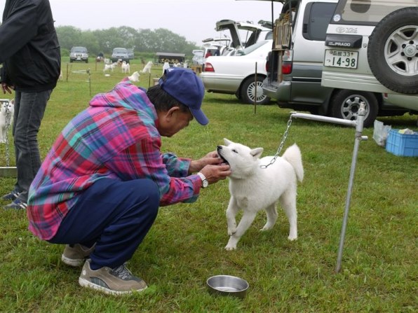 北海道犬 ペットの情報 価格 Com