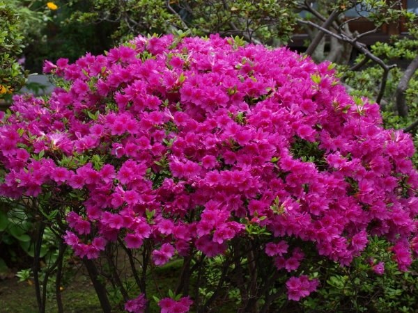 ｅ ４２０はファインダーがクリアー オリンパス E 4 ボディ のクチコミ掲示板 価格 Com