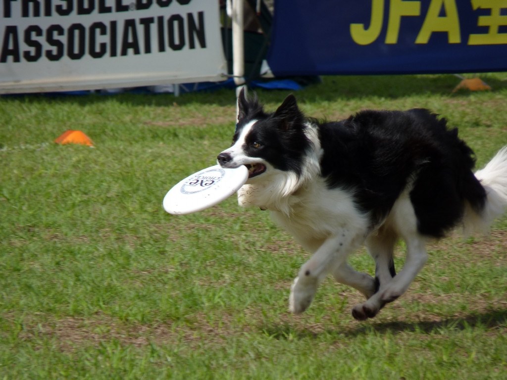 Fz38でフリスビードッグを撮る パナソニック Lumix Dmc Fz38 のクチコミ掲示板 価格 Com