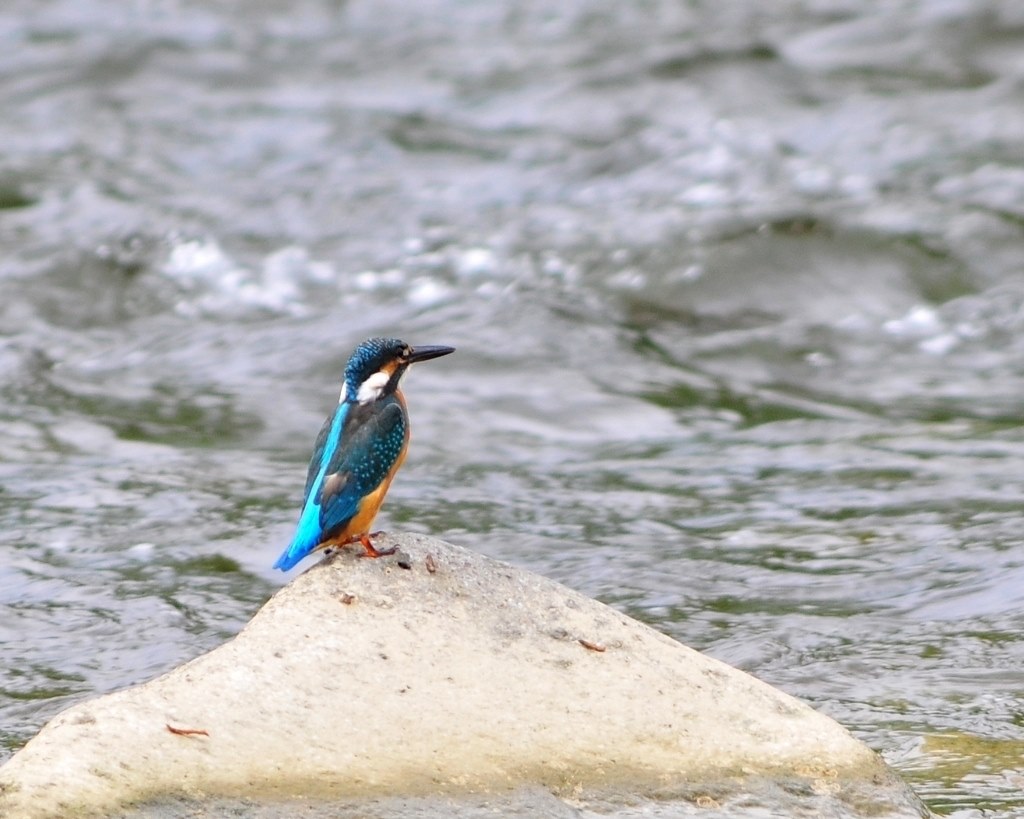 サンニッパ+２倍テレコンで野鳥』 シグマ APO 300mm F2.8 EX DG/HSM