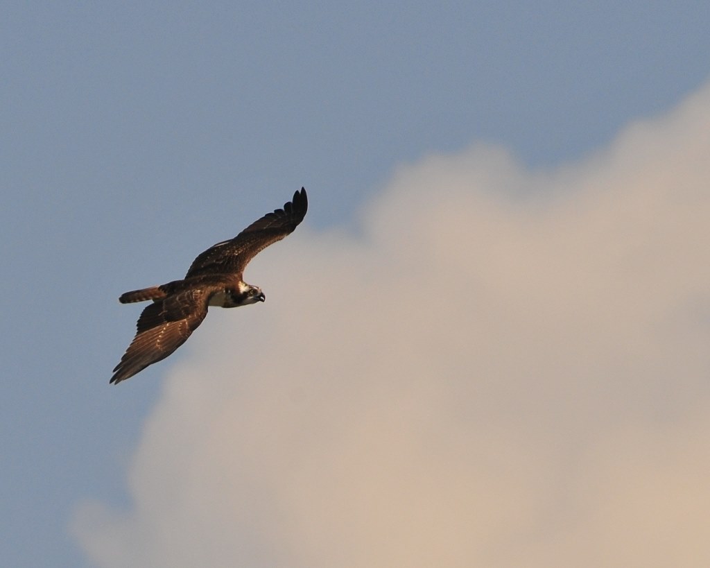 サンニッパ+2倍テレコンで野鳥』 シグマ APO 300mm F2.8 EX DG