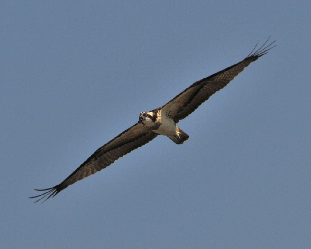 APO 300mm f/2.8D 単焦点レンズ　ジャンク テレコン2種付 Amazon.co.jp: SIGMA 単焦点望遠レンズ APO 300mm F2.8 EX DG