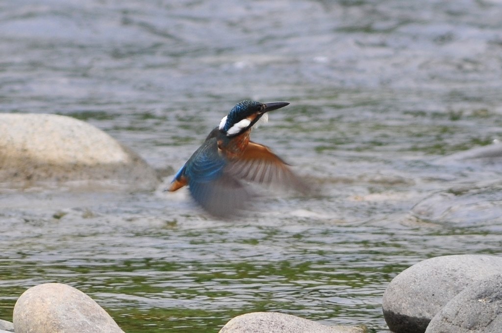 サンニッパ+2倍テレコンで野鳥』 シグマ APO 300mm F2.8 EX DG