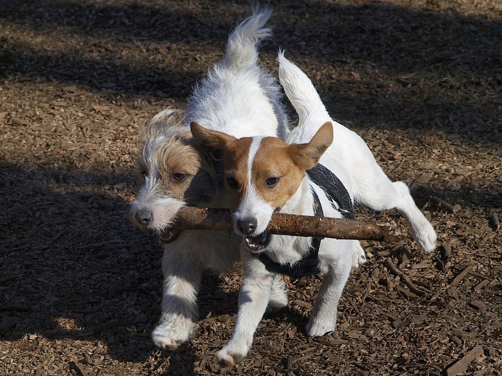 ジャックラッセルテリアを初めて飼います 小型犬 ジャック ラッセル テリア のクチコミ掲示板 価格 Com