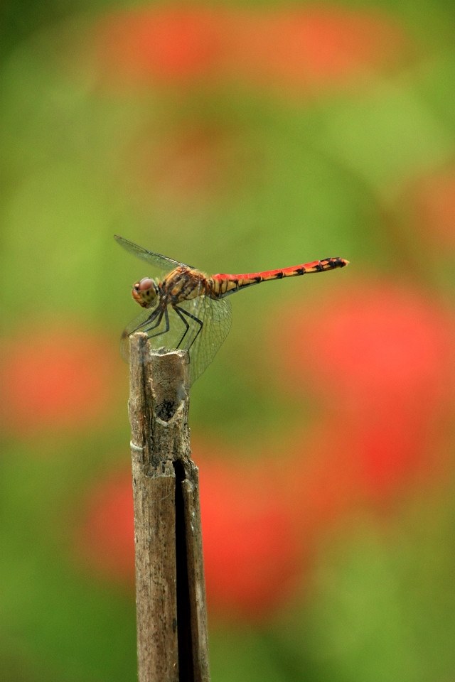 Canon Kiss X3 背景がとろける”ボケ味” 便利な高倍率レンズセット✨ 背景