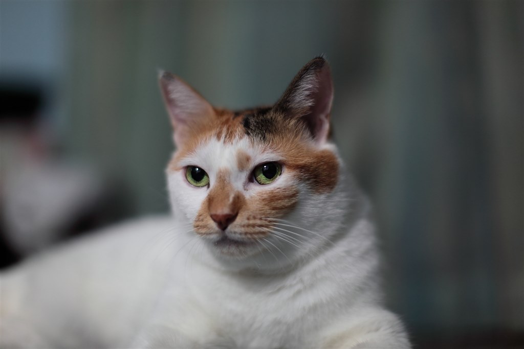 【美品】Canon EF50mm F1.2L USM（作例あり） Canon EF50mm F1.2L USMを徹底解説。作例からレビューまで | ONE