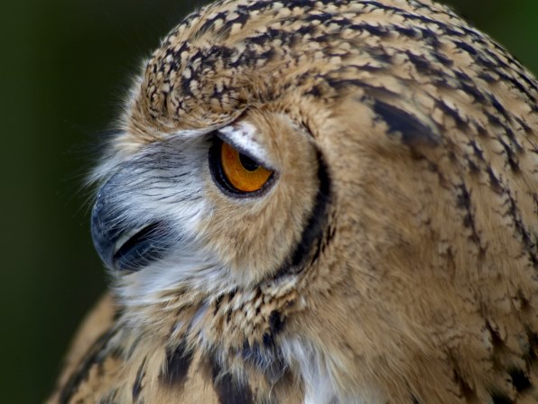 TAMRON SP 300mm F/2.8 LD [IF] 360B投稿画像・動画 - 価格.com