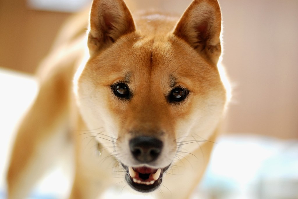 超初心者です 室内での犬の撮影について Canon Eos Kiss X3 ダブルズームキット のクチコミ掲示板 価格 Com