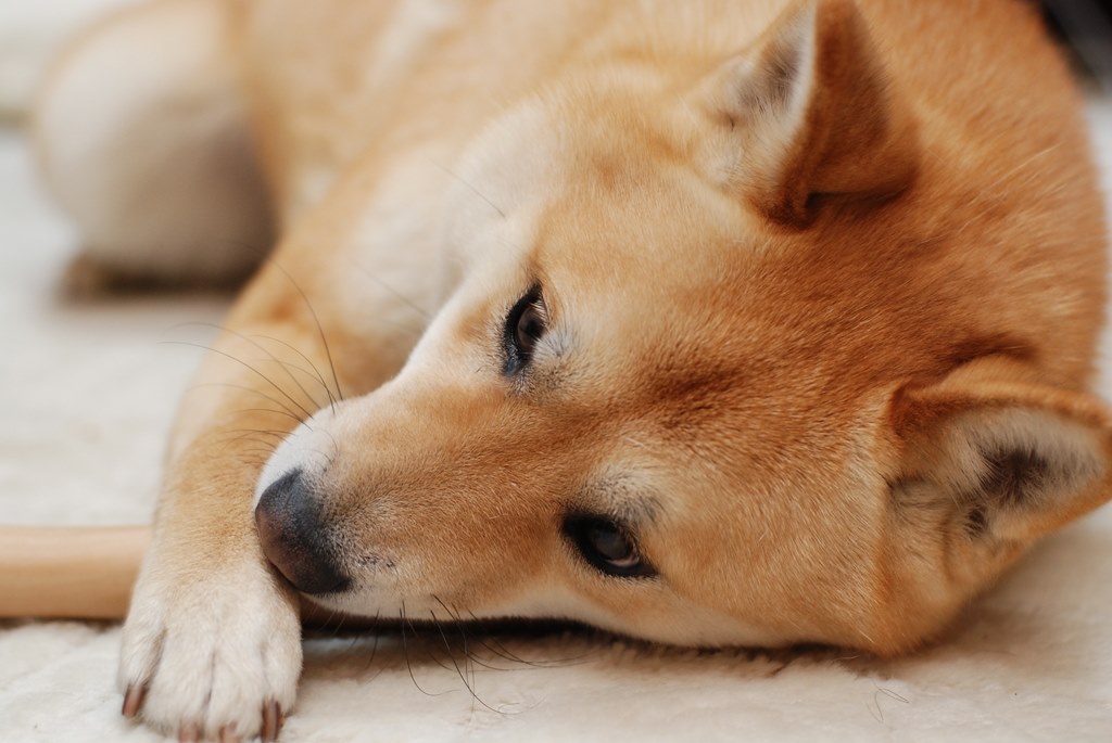 超初心者です 室内での犬の撮影について Canon Eos Kiss X3 ダブルズームキット のクチコミ掲示板 価格 Com