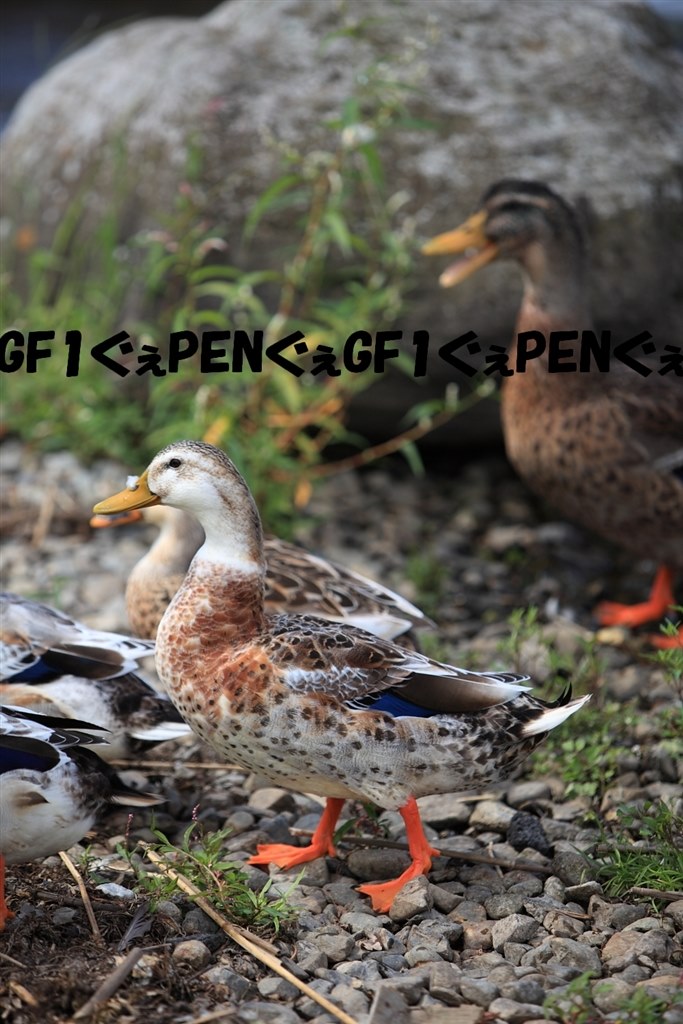 秋田限定 計386個キューピーストラップセット 秋田限定 計386個