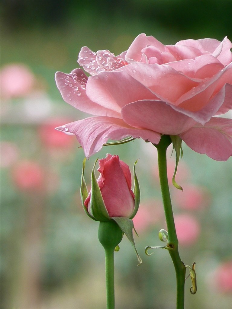 背景ぼかした写真とれますか ニコン Coolpix P5100 のクチコミ掲示板 価格 Com