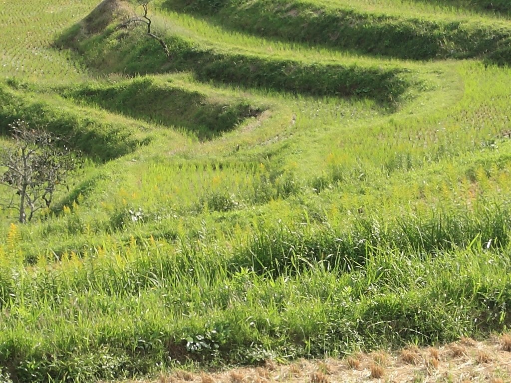 このレンズの画質について』 CANON EF17-40mm F4L USM のクチコミ