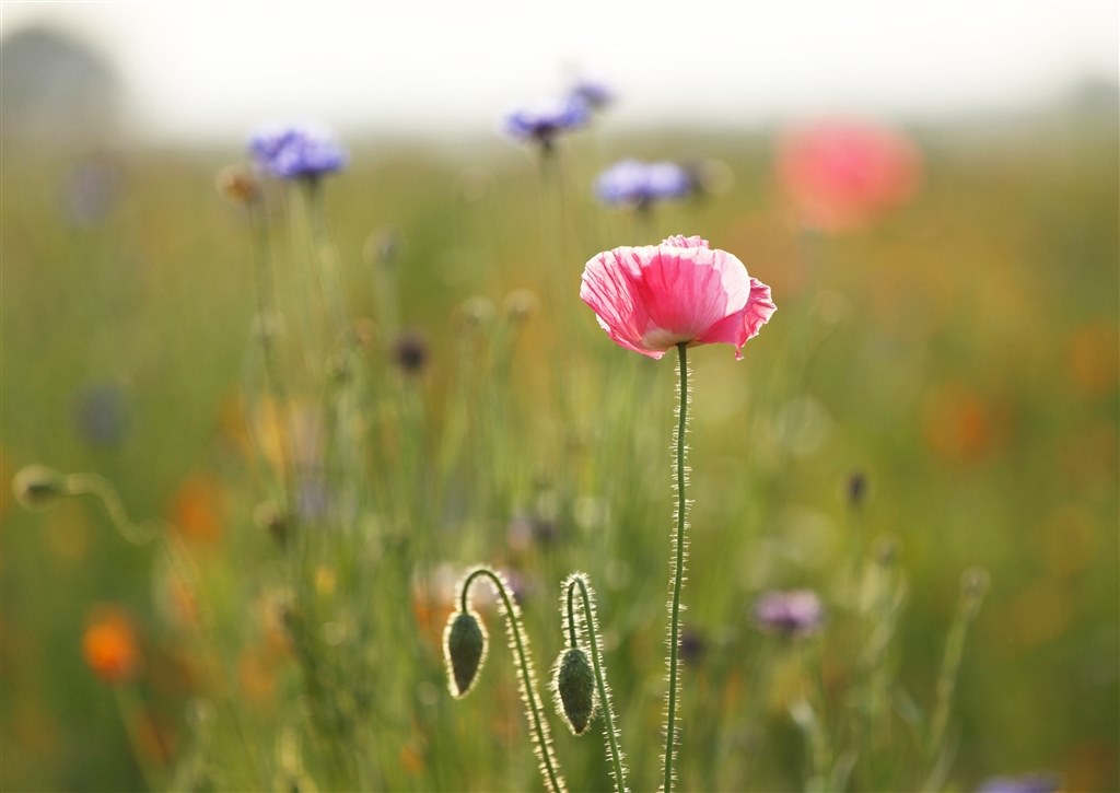 5D Mark II でもこんな写真が撮れる！』 CANON EOS 5D Mark II ボディ