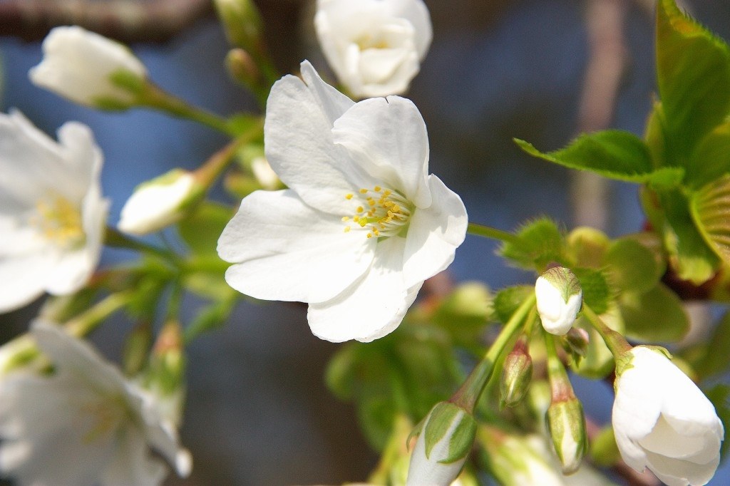 シグマ「18-200mm F3.5-6.3 DC OS」』 CANON EOS Kiss X2 ボディ の