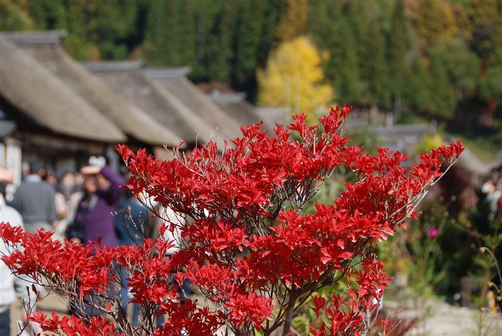 超美品☆　Nikon D5000 & 単焦点レンズセット♪　簡単背景ぼかし撮影！ Nikon ニコン D7500 単焦点＆標準＆超望遠トリプルレンズセット 美品