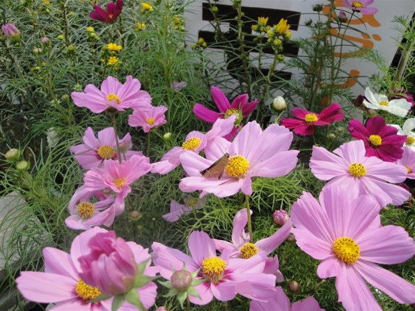 SONY サイバーショット DSC-W270投稿画像・動画 - 価格.com