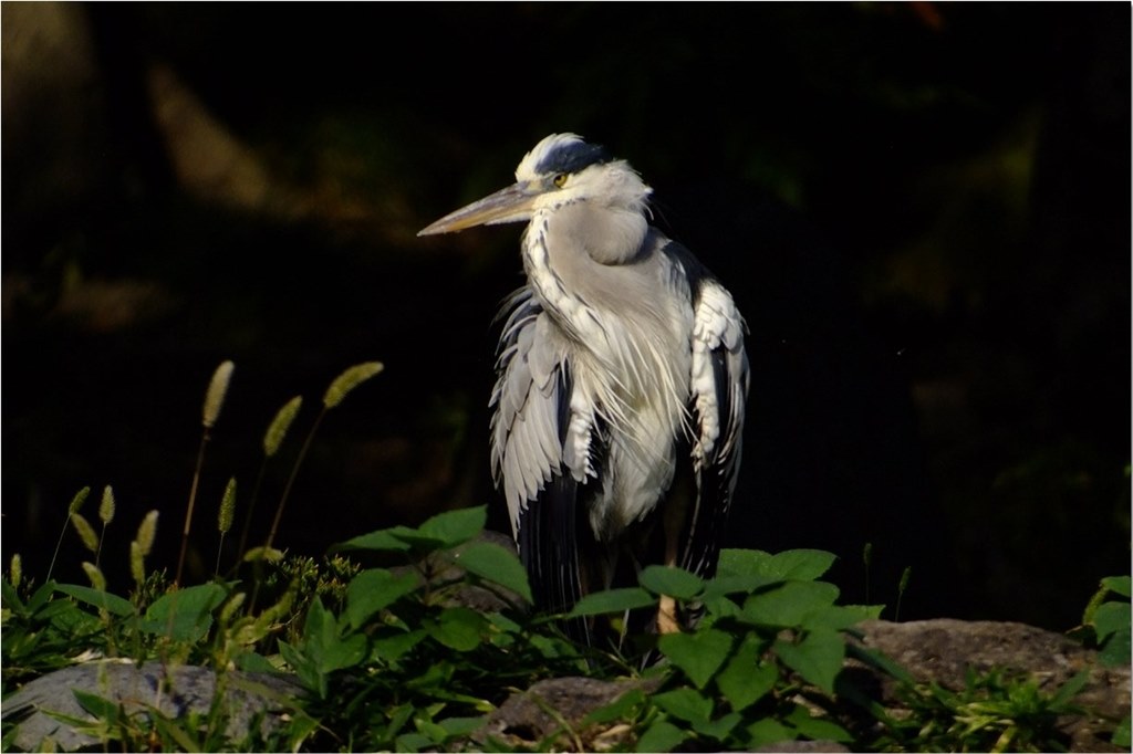 D300との組み合わせで使っている方 ニコン Edgフィールドスコープ 85 のクチコミ掲示板 価格 Com