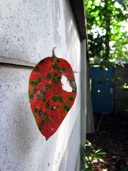 ｇｒｄ２で あき を撮ってみよう リコー Gr Digital Ii のクチコミ掲示板 価格 Com