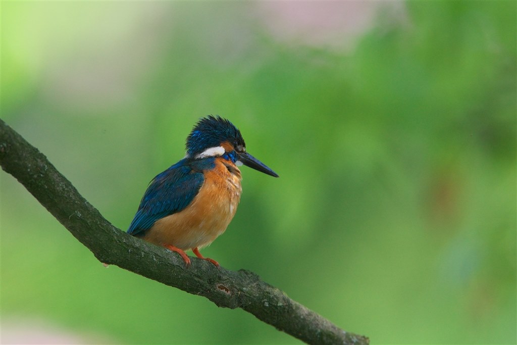野鳥撮影に！Canon EF600mm F4 L USM EOS R3と大砲RFレンズ】SONYユーザーの感想【野鳥撮影機材