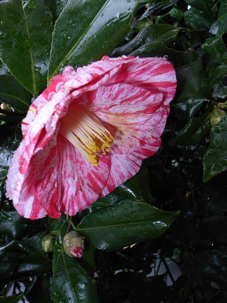 RICHO Caplio GX100 VF KIT with VF-1 作例あり 価格.com - 『スクエアでモノクロ撮影も街スナップでは良い雰囲気