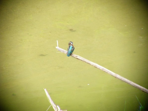 パナソニック HDC-HS350 価格比較 - 価格.com