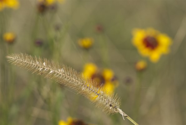 コシナ APO-LANTHAR 90mm F3.5 SL Close Focus (ニコンAi-S) 価格 コシナ APO-LANTHAR 90mm F3.5 SL Close Focus (ニコンAi-S) 価格