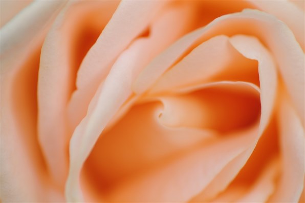 花など得意なジャンルのお写真を見せてください Part5 クチコミ掲示板 価格 Com