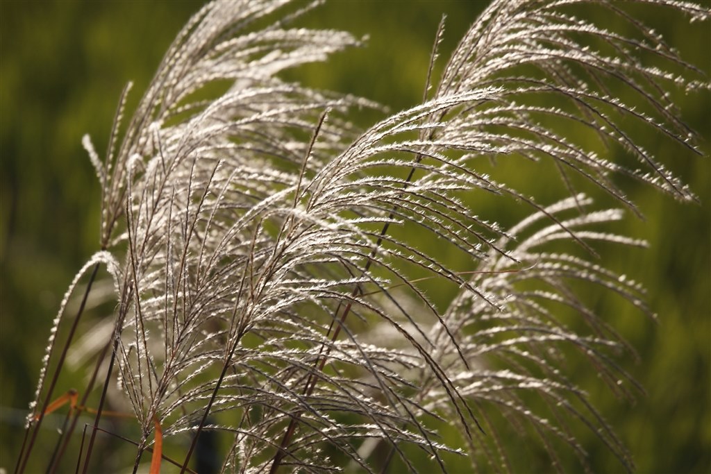 初撮りです。』 CANON EF70-300mm F4.5-5.6 DO IS USM のクチコミ