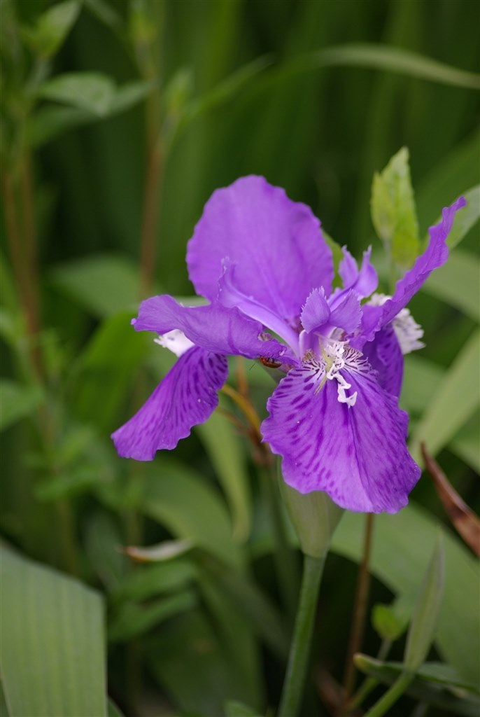 smc PENTAX DA55−300mm F4-5.8 ED 実写例あり PENTAX（ペンタックス） HD PENTAX-DA 55-300mmF4-5.8ED WR 実写