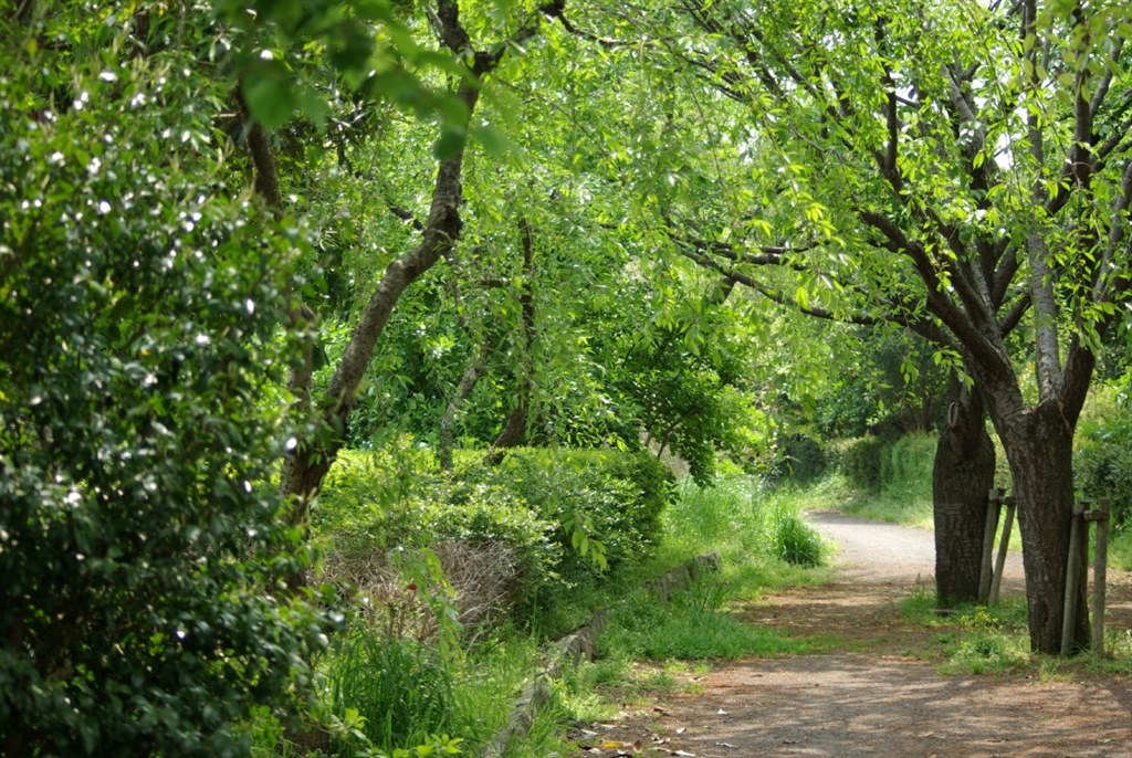 smc PENTAX DA55−300mm F4-5.8 ED 実写例あり お写ん歩: HD PENTAX-DA 55-300mmF4-5.8ED WRアーカイブ