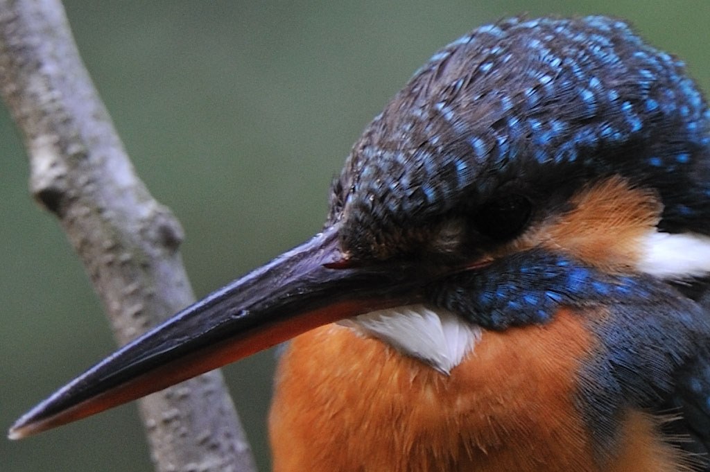 その他 AF-S NIKKOR 500mm f/4G ED VR AF-S NIKKOR 500mm f/4G ED VR - 概要 | NIKKORレンズ | ニコン