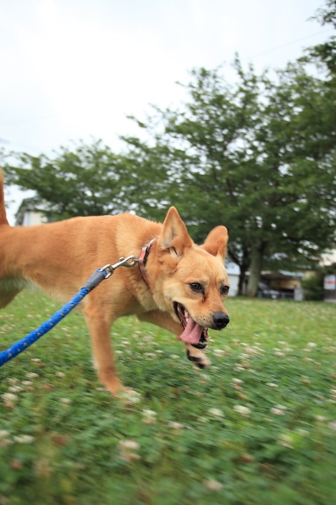 犬の写真を撮る場合 クチコミ掲示板 価格 Com