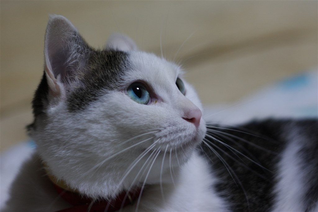 美品 Canon EF50mm F1.8ii 作品例あり 美品 Canon EF50mm F1.8ii 作品例あり 楽しい！キヤノンの激安