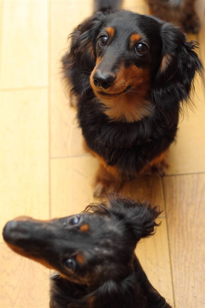 50mmと35mm』 CANON EF50mm F1.8 II のクチコミ掲示板 - 価格.com