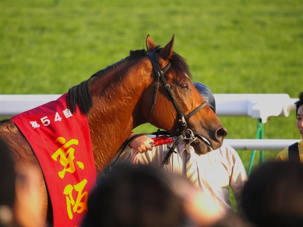 スティンガー 2戦目　赤松賞　現地的中単勝馬券　貴重！ スティンガー 2戦目 赤松賞 現地的中単勝馬券 貴重！