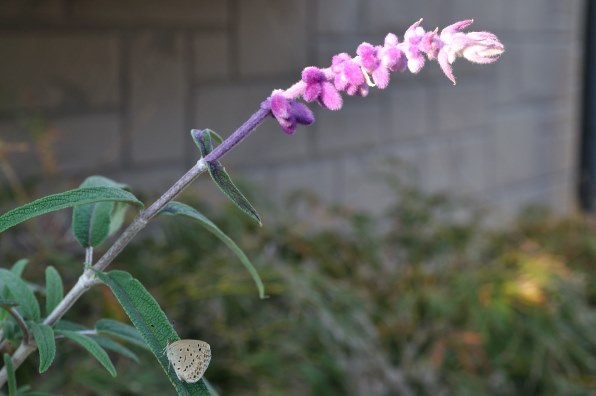 花など得意なジャンルのお写真を見せてください。[PART7]』 クチコミ掲示板