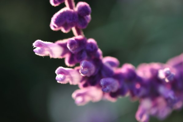 特撰☆新品！1，000円☆メルヘンチックなパープル！さか屋☆豪華絢爛 金彩古典花文様 仕立て上がり 正絹 振袖☆650 SOMSOC Gallery