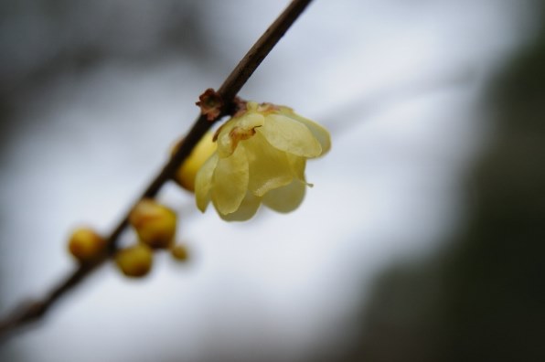 花など得意なジャンルのお写真を見せてください。[PART8]』 クチコミ掲示板 - 価格.com