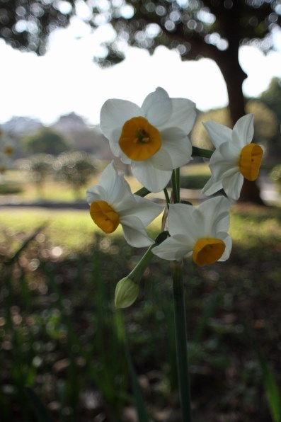 花など得意なジャンルのお写真を見せてください Part8 クチコミ掲示板 価格 Com 花など得意なジャンルのお写真を見せてください Part8 クチコミ掲示板 価格 Com