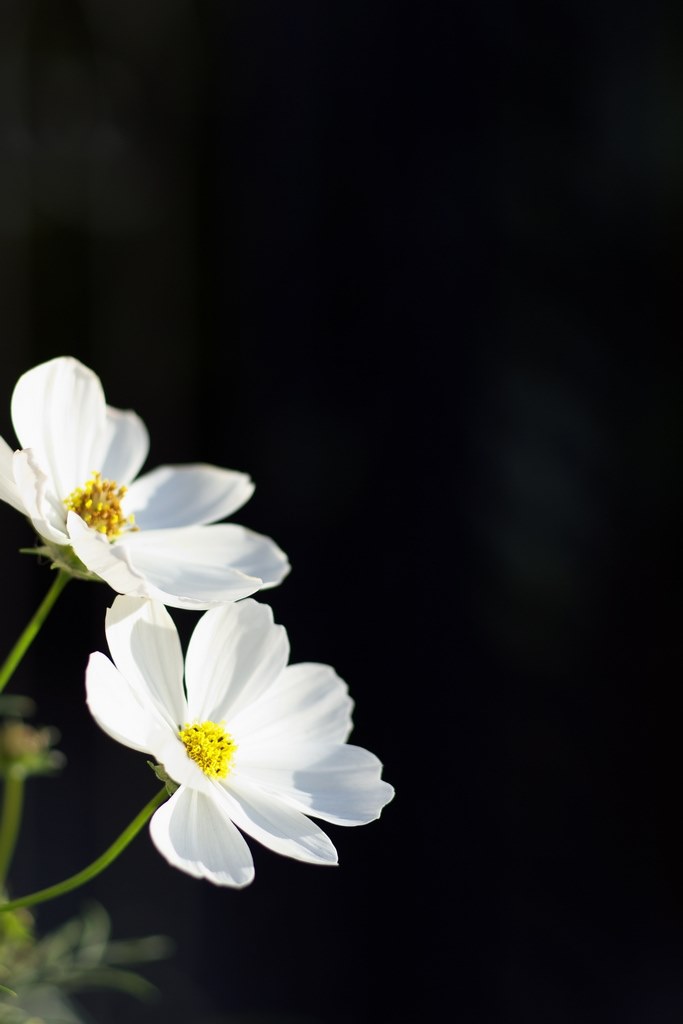 背景が真っ黒な花のマクロ写真 Sony A550 Dslr A550 ボディ のクチコミ掲示板 価格 Com