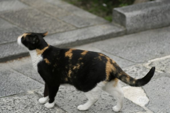 動物写真、撮っちゃいました～☆』 クチコミ掲示板 - 価格.com