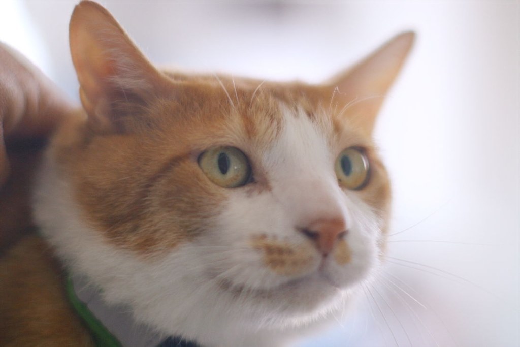 ボケゆえに後光（光輪）が差すのでしょうか？』 CANON EOS 5D ボディ 