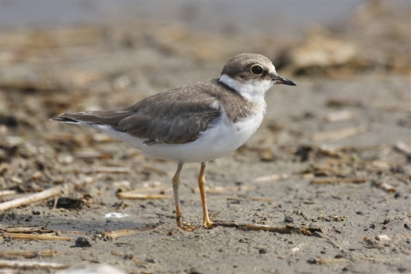 シグマ APO 300-800mm F5.6 EX DG HSM (ｷﾔﾉﾝ AF)投稿画像・動画 - 価格.com