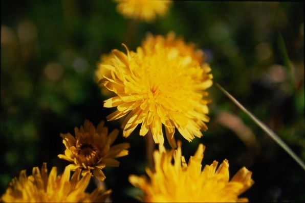 カシャカシャおもちゃNo.111みつばち（イエロー） 買い控え 