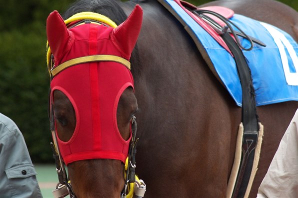 競馬　実用ゼッケン　レッドスパーダ